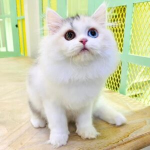 Kucing