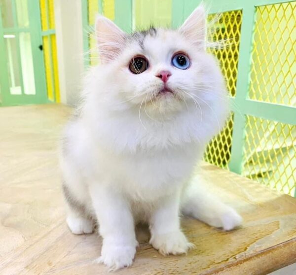 Kucing