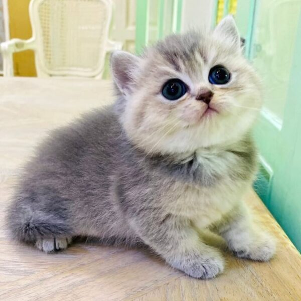Kucing