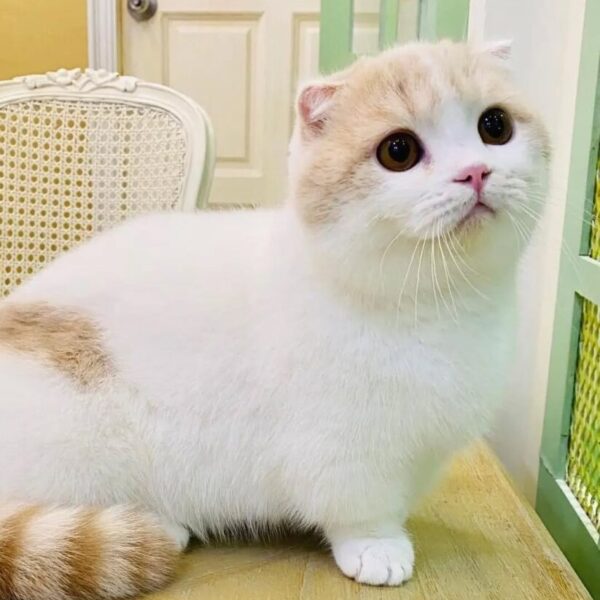 Kucing