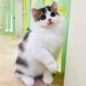 Kucing