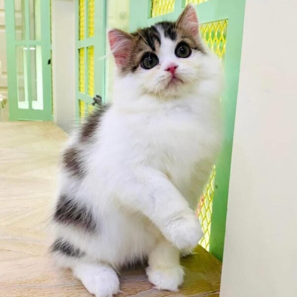 Kucing