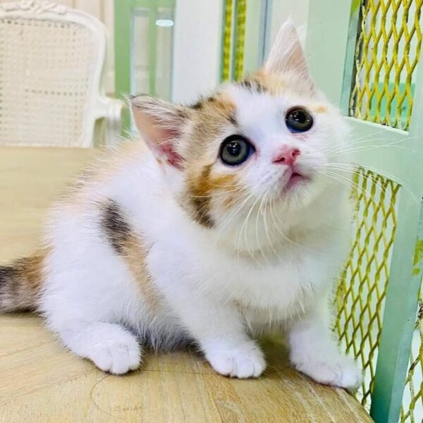 Kucing