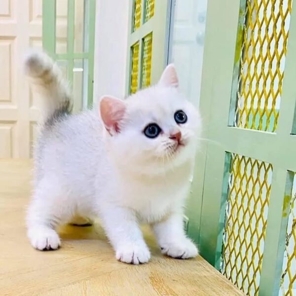 Kucing