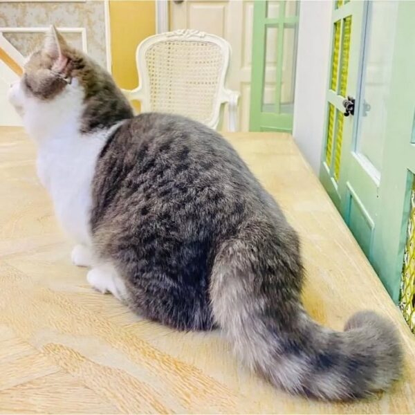 Kucing