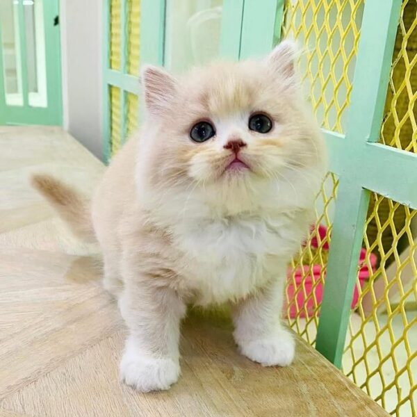 Kucing