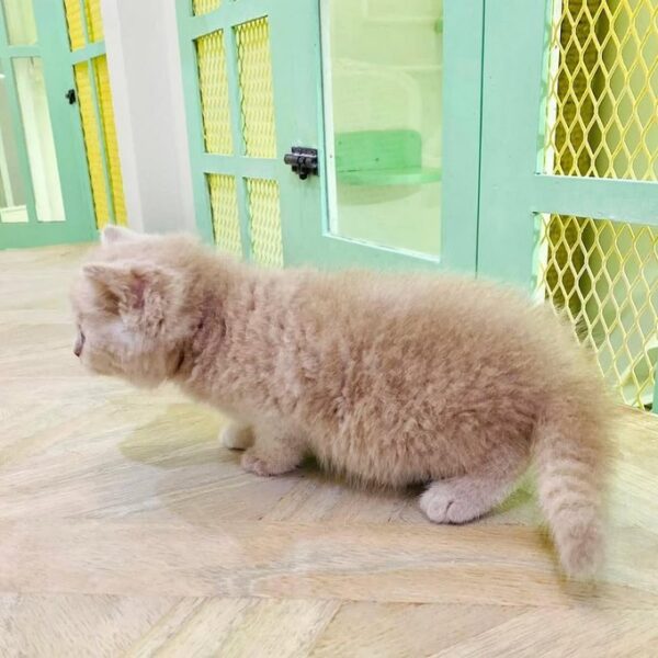 Kucing