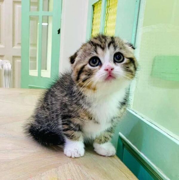 Kucing