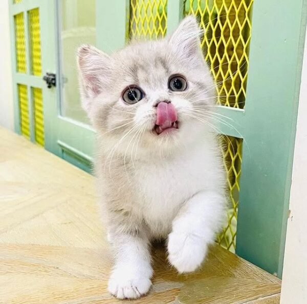 Kucing - Gambar 2