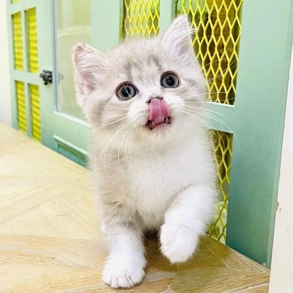 Kucing