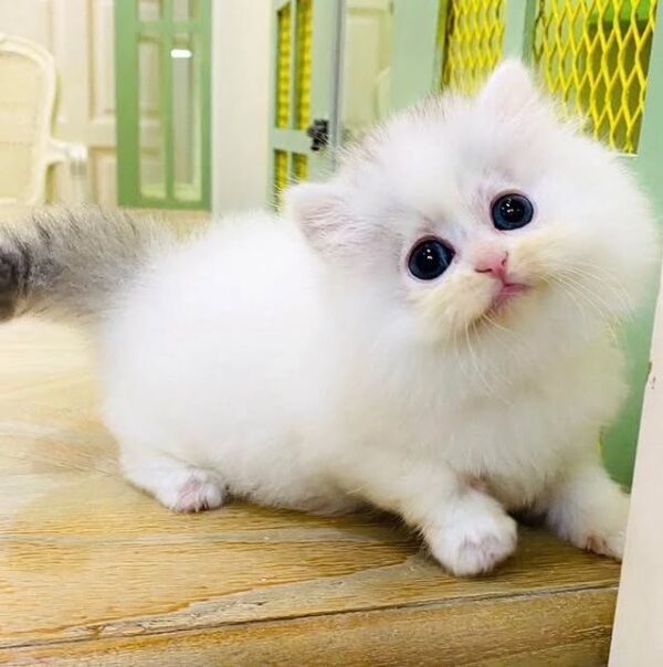 Kucing - Gambar 2