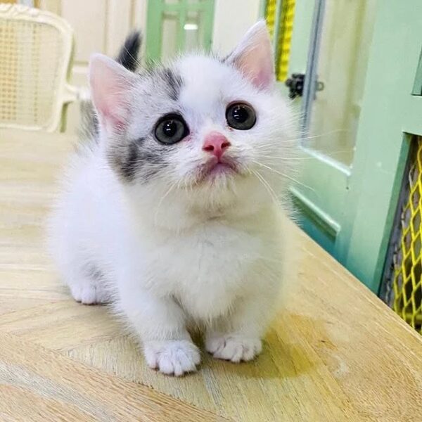Kucing