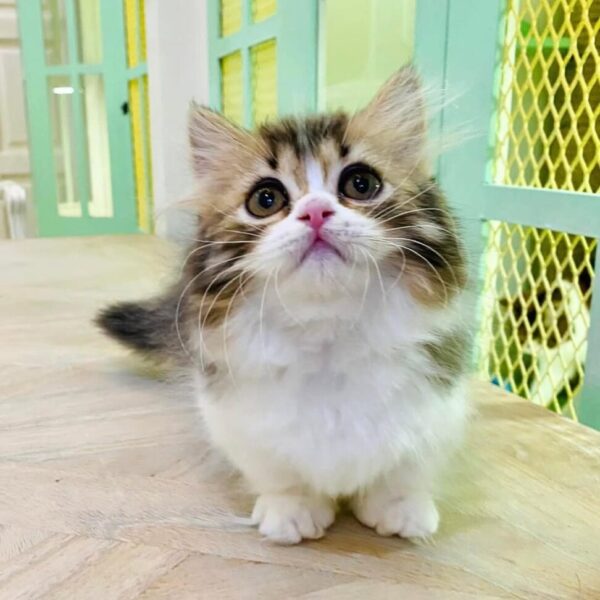 Kucing