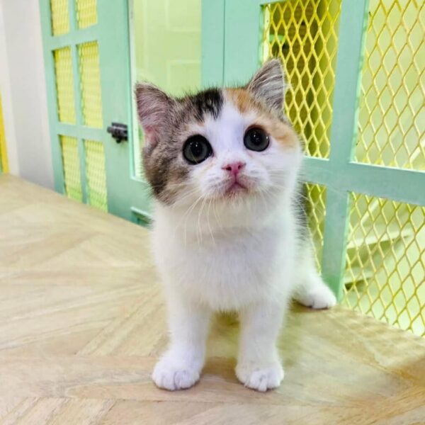 Kucing