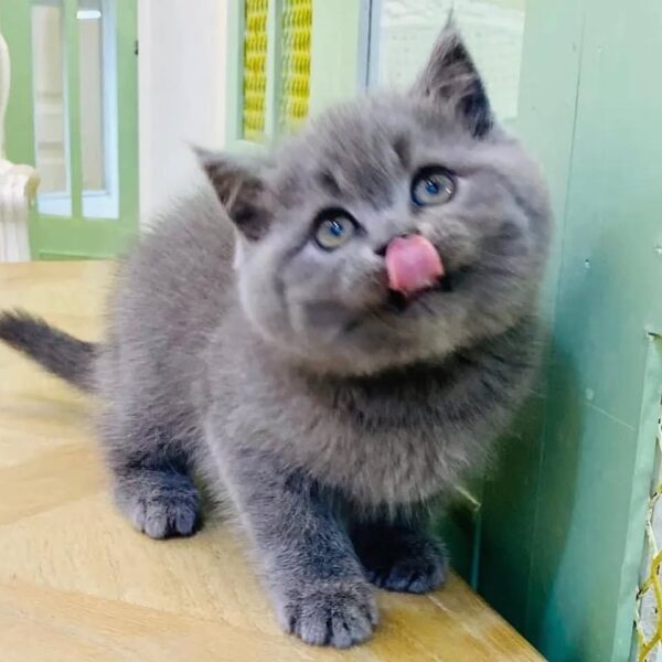 Kucing - Gambar 2