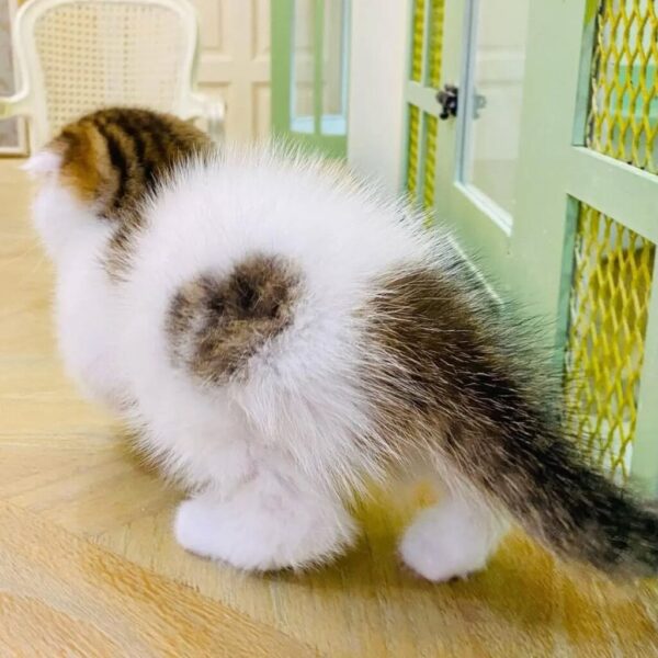 Kucing
