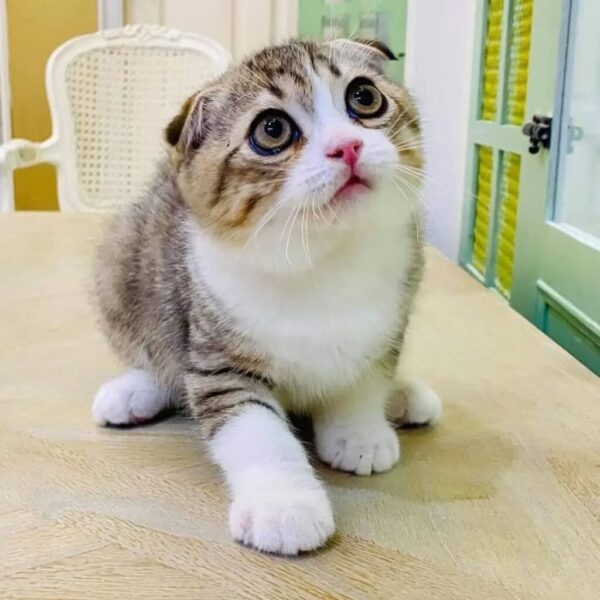 Kucing
