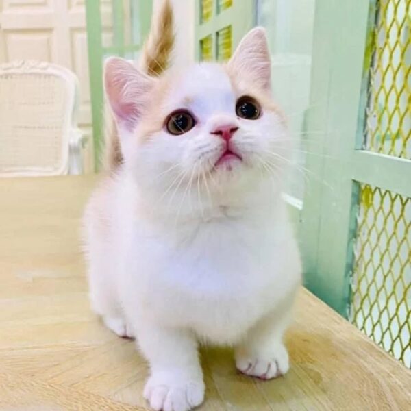 Kucing