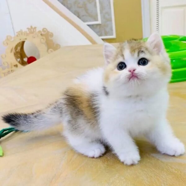 Kucing