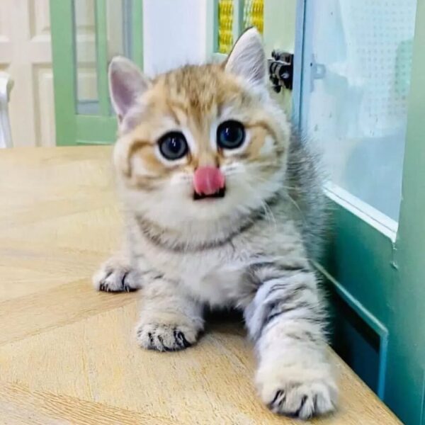 Kucing
