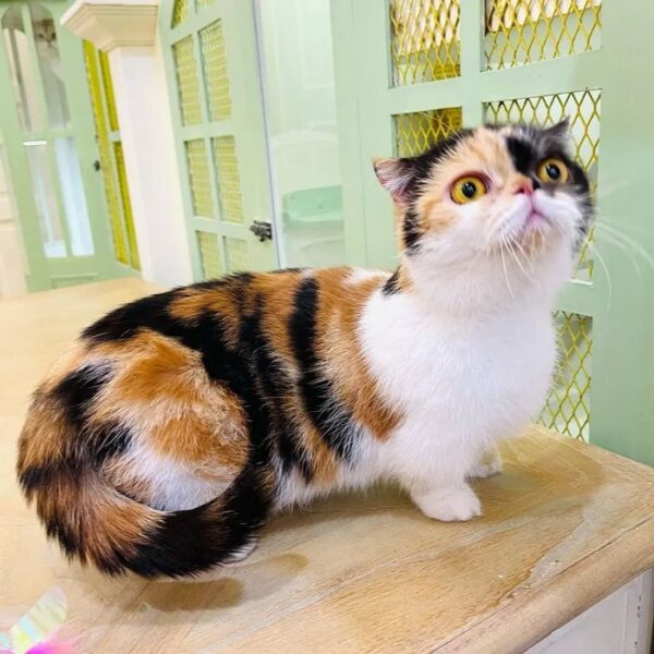 Kucing