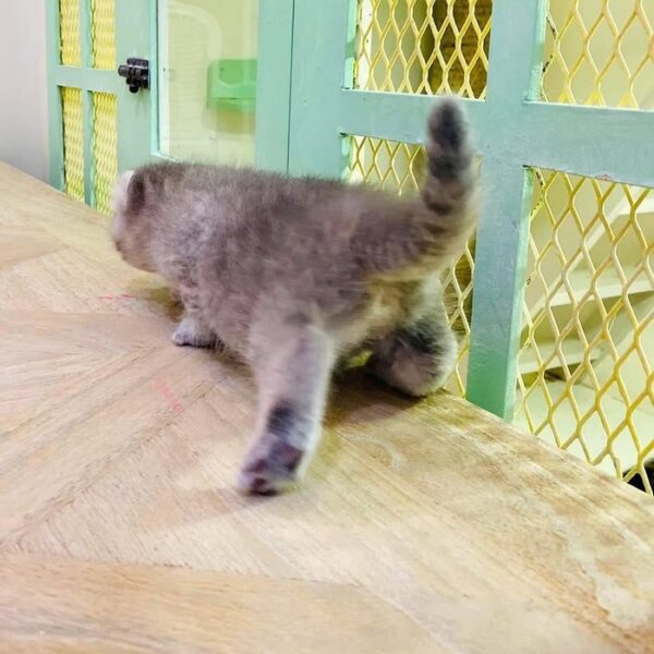 Kucing