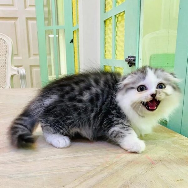 Kucing