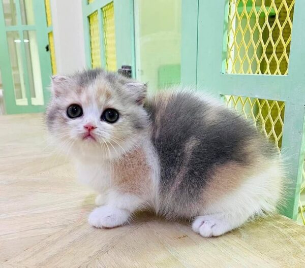 Kucing - Gambar 3