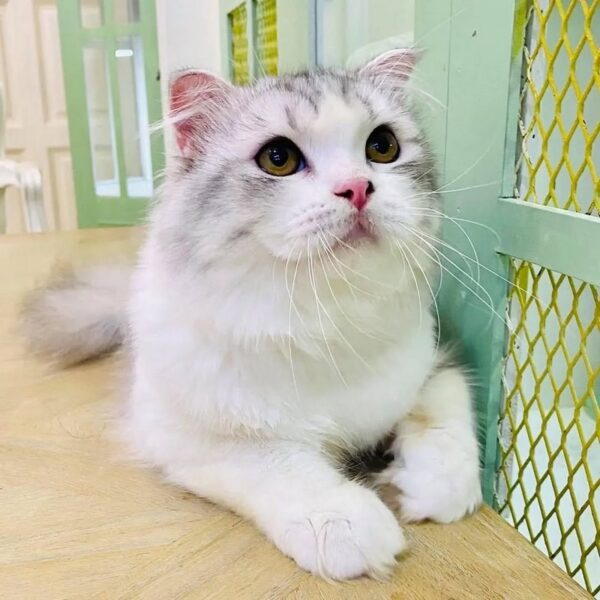 Kucing