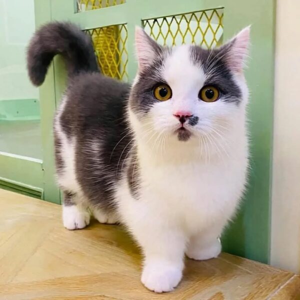 Kucing