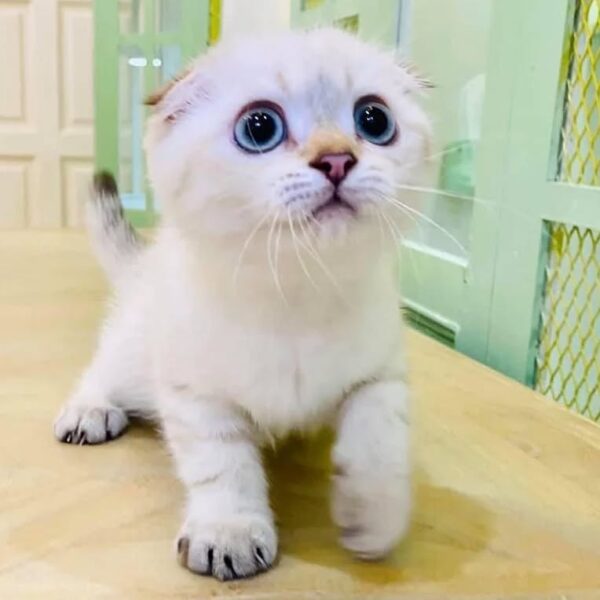 Kucing