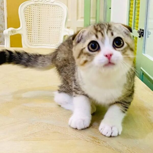 Kucing