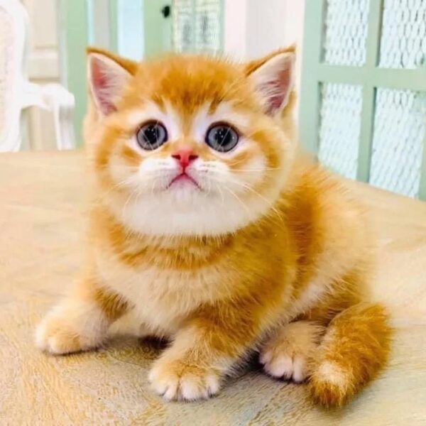 Kucing