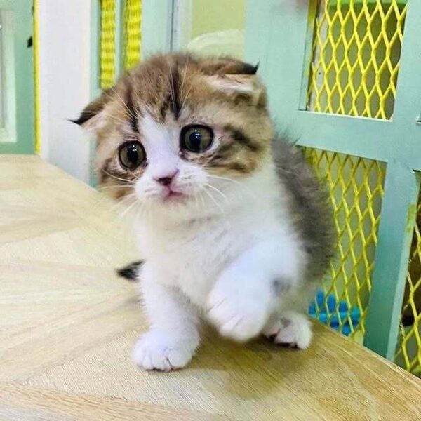 Kucing