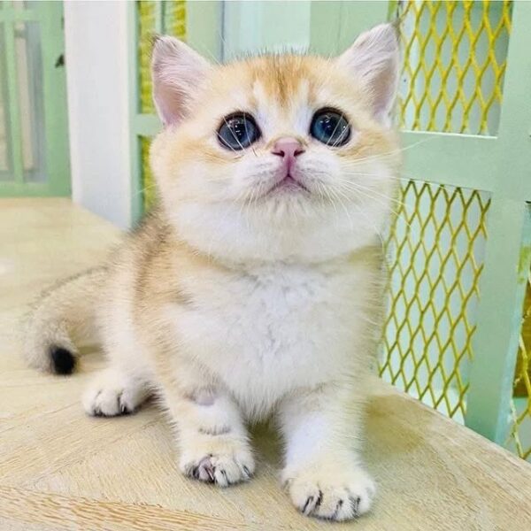Kucing
