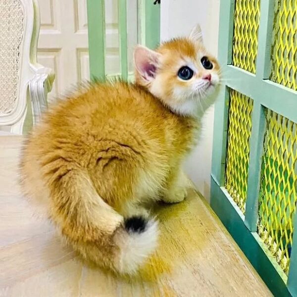 Kucing
