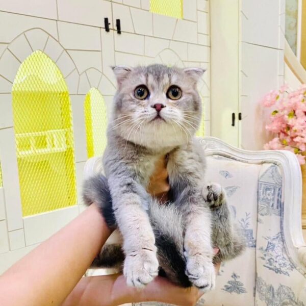 Kucing