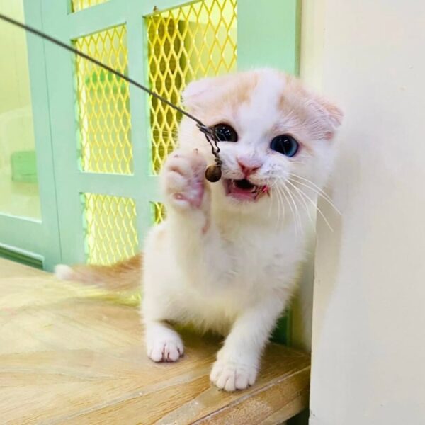 Kucing