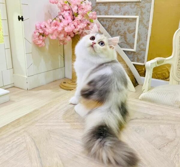 Kucing - Gambar 3
