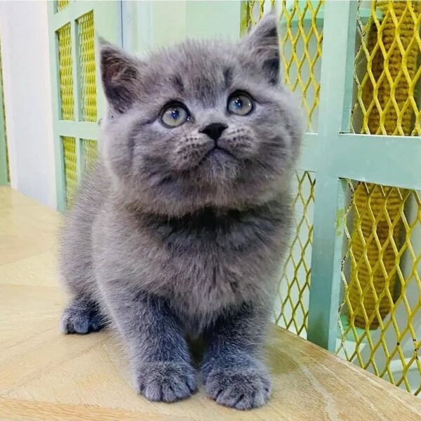 Kucing