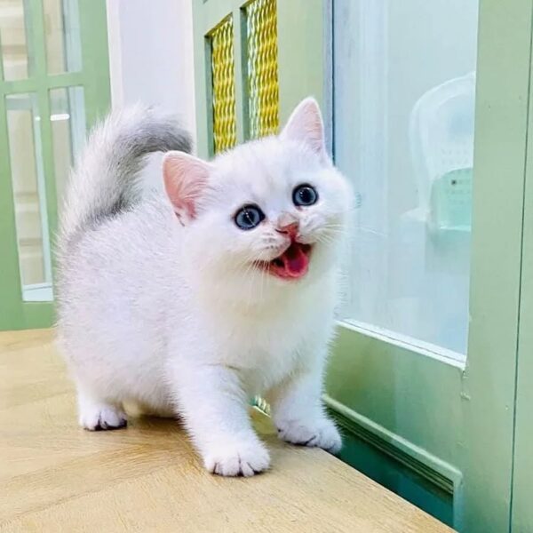 Kucing