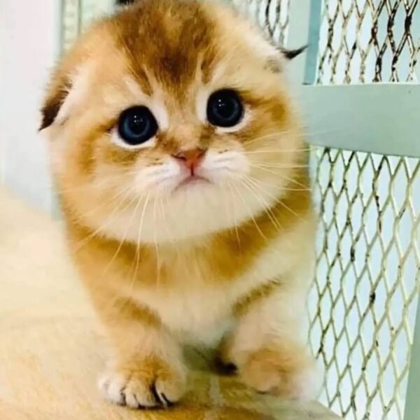 Kucing - Gambar 3