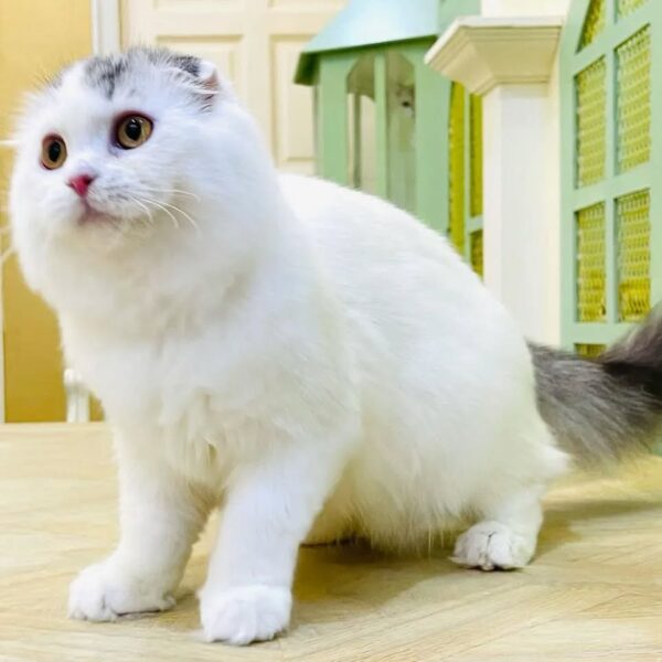 Kucing