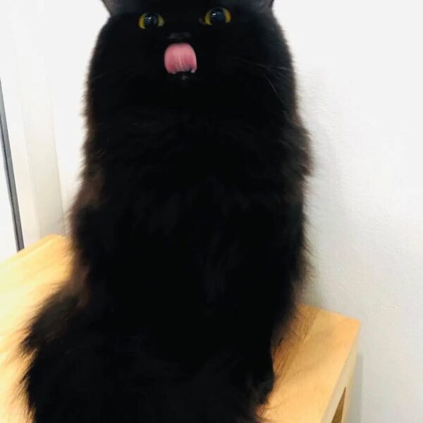 Kucing