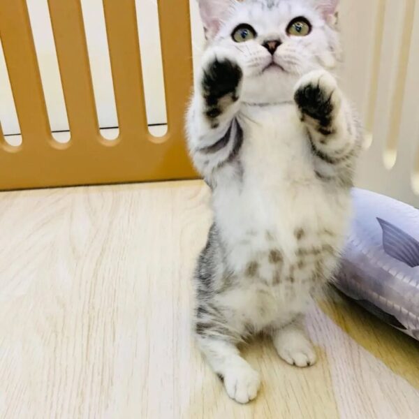 Kucing