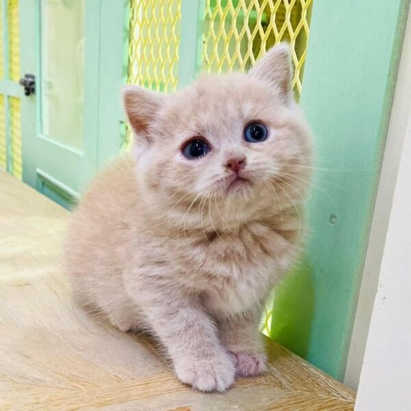 Kucing
