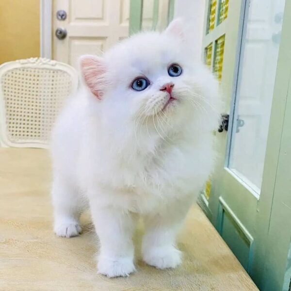 Kucing