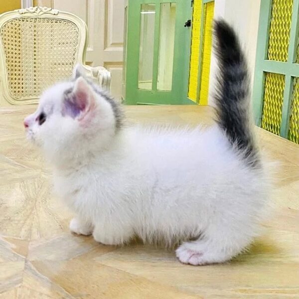 Kucing