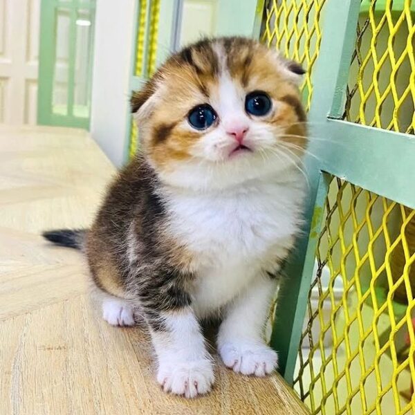 Kucing