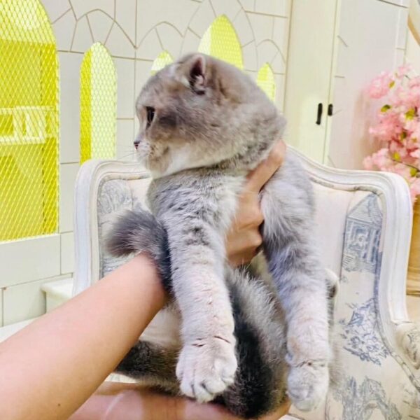 Kucing